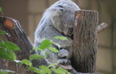 東山動植物園で夫が浮気相手とデート